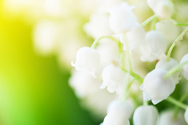 Lily of the valley, macro shot