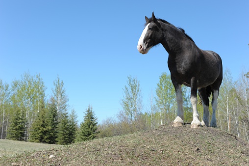 This young Clydesdale loves to be the king of the hill at the farm.