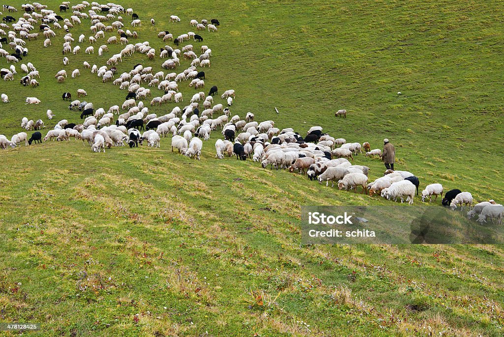 grazing de ovinos - Foto de stock de Alimentar royalty-free