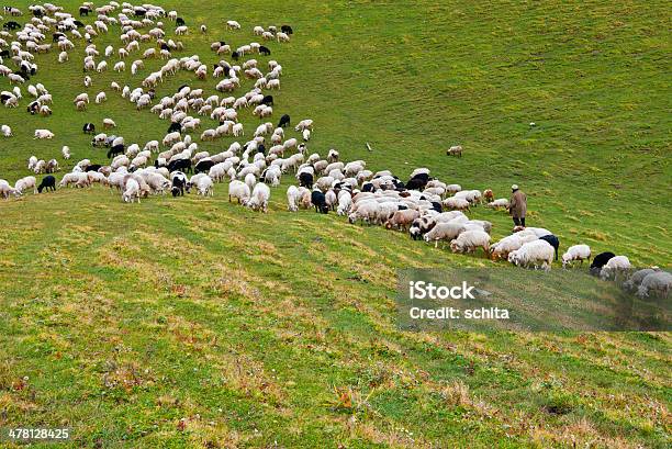 Foto de Grazing De Ovinos e mais fotos de stock de Alimentar - Alimentar, Animal, Animal de Fazenda