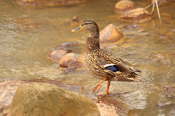 istock Female mallard standing in water 478129029