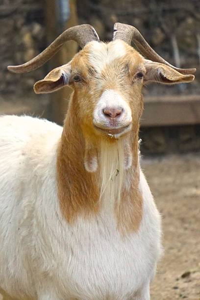 istock Year of the Goat 478130676