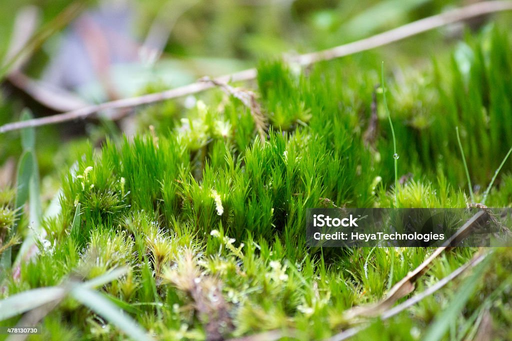 Frog Moss Patch Stock Photo - Download Image Now - 2015, Grass, Horizontal  - iStock