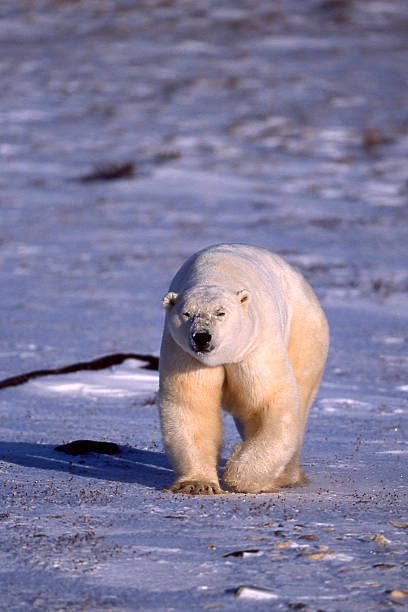 One Wild Polar Bear Walking on Icy Hudson Bay One wild male polar bear (Ursus maritimus) standing on frozen body of water on the shore of Hudson Bay. churchill manitoba stock pictures, royalty-free photos & images