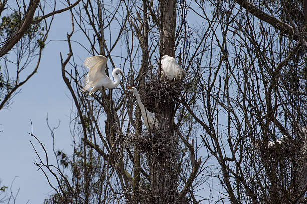 istock Great Egret Chicks in Nest Over Slough 478131414