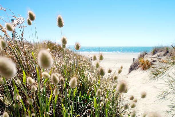 Footpath to the Beach through Cottontail Grass Looking through softly bobbing Cottontail Grass to the sandy path leading to the Beach. In the distance the turquoise waters of the sea beckon. nelson city new zealand stock pictures, royalty-free photos & images