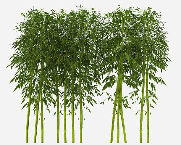 floresta de bambu - bamboo shoot leaf bamboo green - fotografias e filmes do acervo