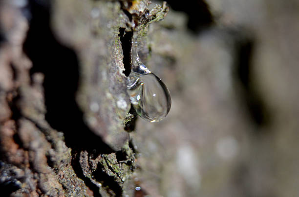istock Drop of fresh resin 478134654