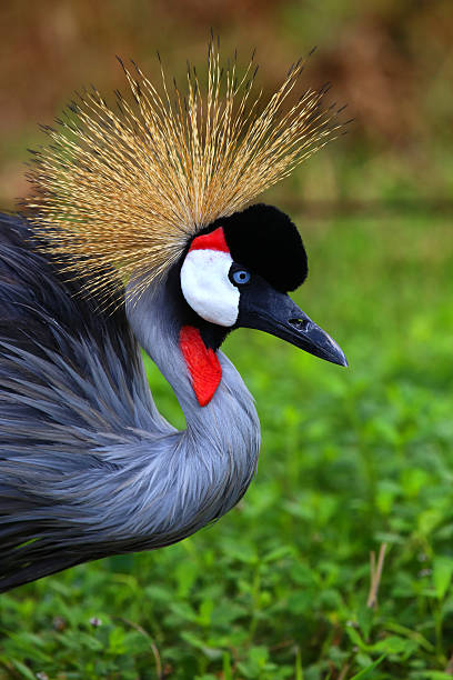 istock Beautiful crowned crane with blue eye and red wattle 478135823