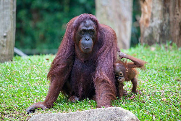 istock Female Orangutan with Baby 478137353