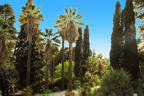 istock Walkway in a beautiful Park with Palms and thuyas 478138062