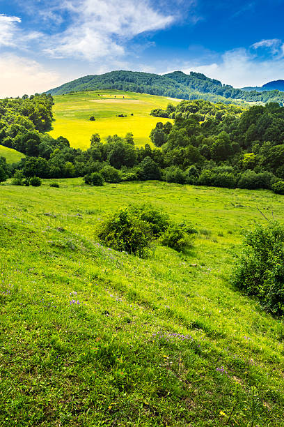 istock agricultural field on hillside meadow 478138222