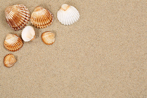 istock Beach scene in summer holiday with sand, sea shells copyspace 478138414