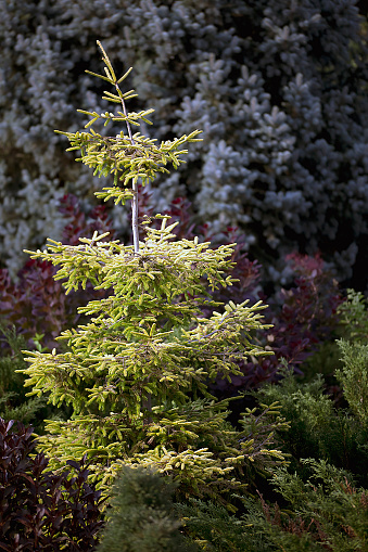 Oriental Spruce Tree - Picea oriantalis - Skylands