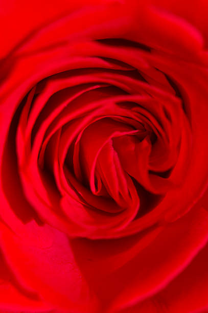 Red Rose stock photo