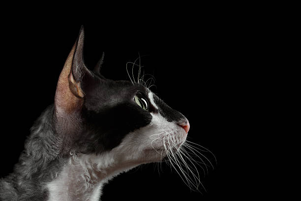 istock Closeup Portrait of Cornish Rex in Profile Isolated on Black 478141332