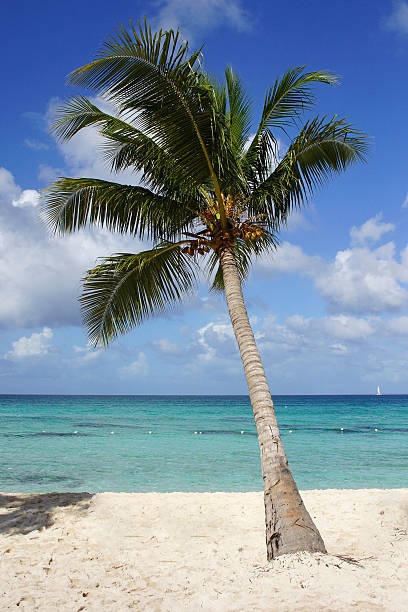 istock Coconut tree on caribbean beach, Dominican Republic 478141479