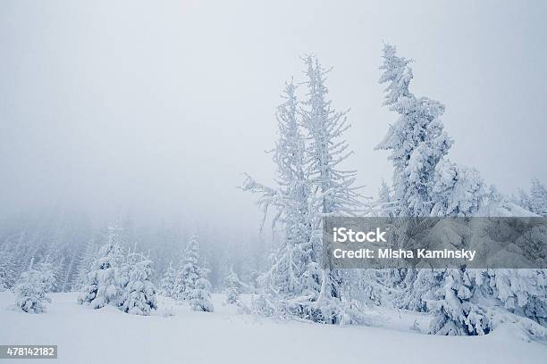 Snowy Forest Stock Photo - Download Image Now - 2015, Animals In The Wild, Atmosphere