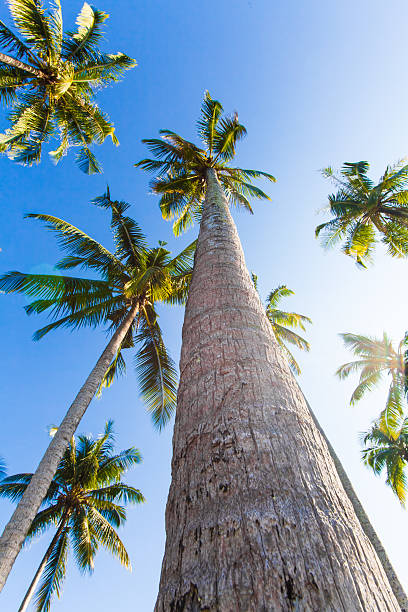 istock nice palm trees in the blue sunny sky. 478143571