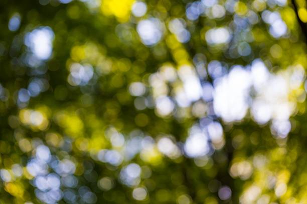 istock Abstract background of green forest bokeh 478144780