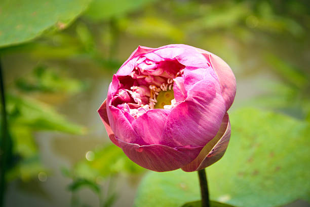 istock close up water lilly flower lotus 478145094