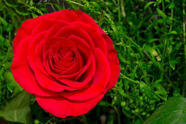 Red Rose stock photo