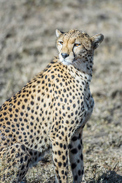 istock Cheetah hunting on the Savannah 478148496