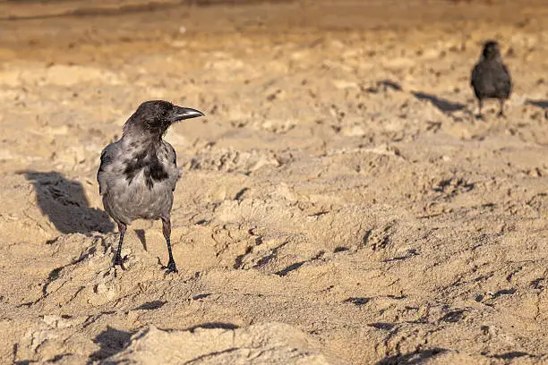 Hooded crow on the seaside - Corvus cornix.
