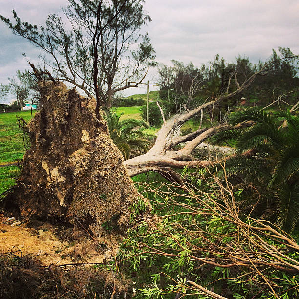 caído palm tree después del huracán, bermudas - hurrican fotografías e imágenes de stock