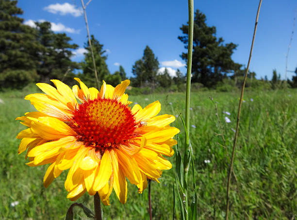 Alpine Sunflower An Alpine Sunflower in Boulder Colorado alpine hulsea photos stock pictures, royalty-free photos & images