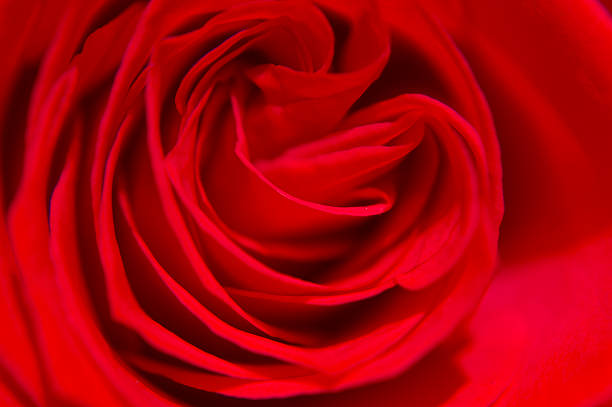 Red Rose stock photo