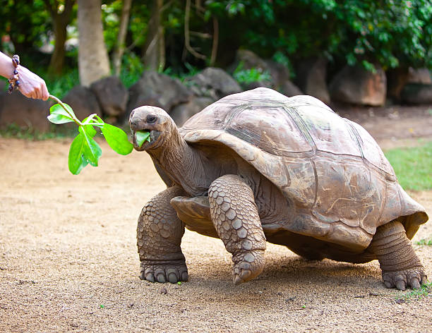 Big Seychelles turtle eat. stock photo