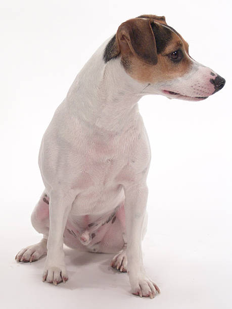 istock jack russell terrier portrait 478151636
