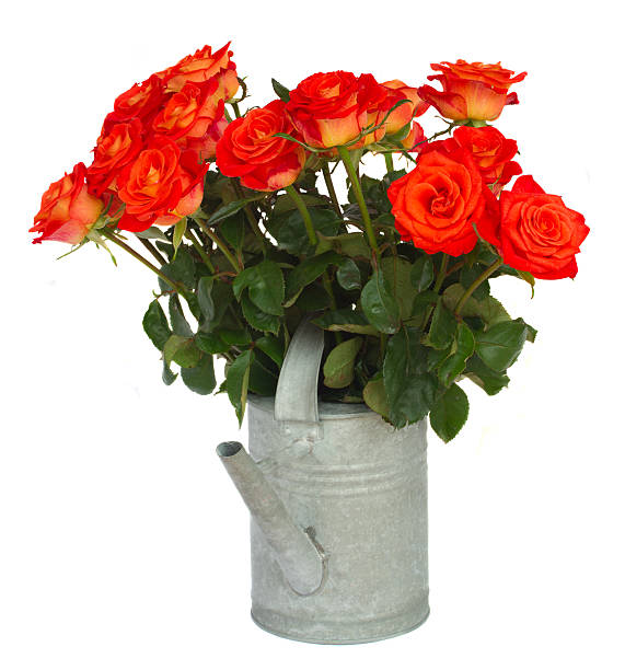 istock orange  roses in watering can 478153017