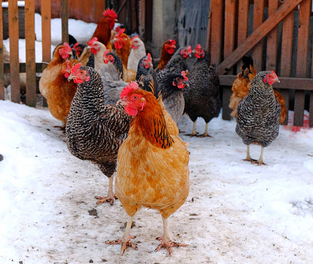 Chickens are in a court Hens and cock on a barnyard in a winter period winter chicken coop stock pictures, royalty-free photos & images