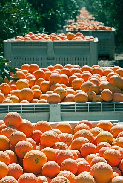 istock Boxed harvested oranges lining grove in central California 478154692