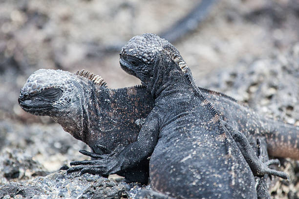 istock Two Marine iguanas on the rock 478154804