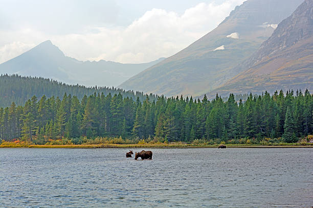 istock Moose Feeding in a Remote Alpine Lake in the Fall 478155002