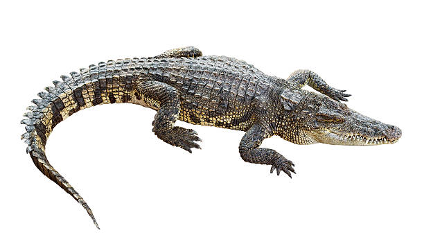 Crocodile Tail Stock Photos, Pictures & Royalty-Free Images - iStock Crocodile Tail Stock Photos, Pictures & Royalty-Free Images - iStock