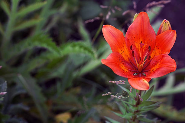 istock beautiful flower in the garden 478157416