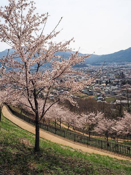istock Kawaguchigo cherry blossom 478157892