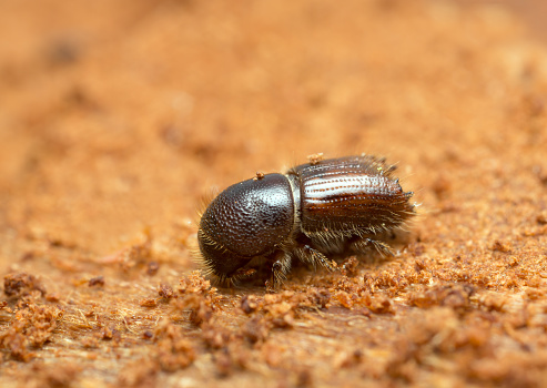 European spruce bark beetle, Ips typographus on wood