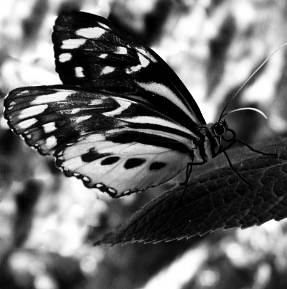 A butterfly photographed in black-and-white