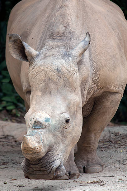 istock White Square-Lipped Rhinoceros 478158861