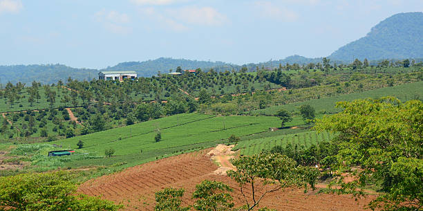 istock Tea farm at Bao Loc highland 478159032