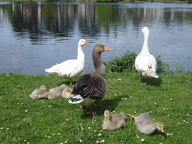 istock Goose and swans by a river 478159330