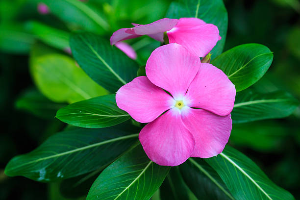 Catharanthus Roseus, Commonly known as the Madagascar Periwinkle stock photo