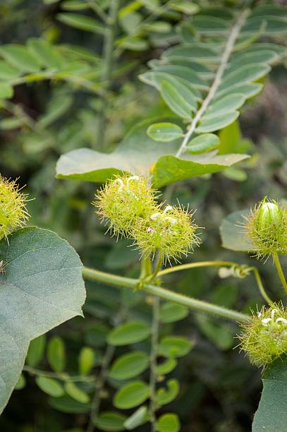 istock green Fetid passionflower 478159656