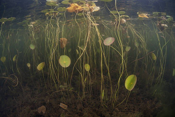 istock Aquatic Plants in Freshwater Pond 478159978