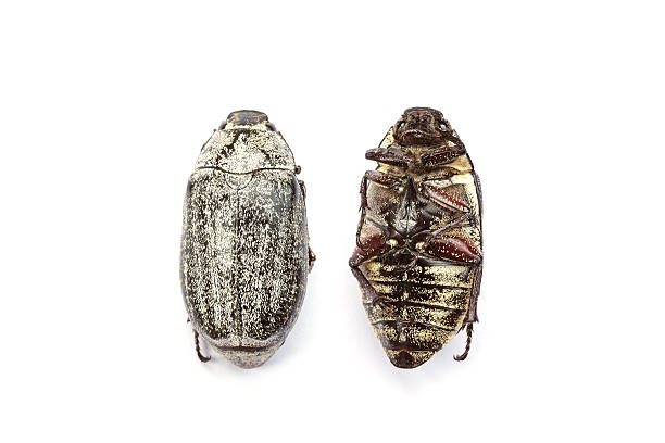 istock Dead cockchafer isolated on white background 478160178